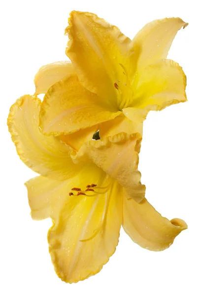 Denivka Žlutá Květina Izolované Bílém Pozadí — Stock fotografie