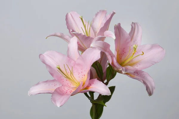 Gently pink lilies isolated on gray background.