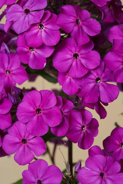 Bloemenbehang Van Roze Phlox Beige Achtergrond Macro — Stockfoto