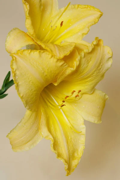 Yellow daylily flower on a beige background.