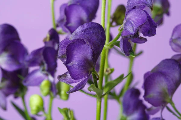 Floral Ταπετσαρία Των Λουλουδιών Του Ακονίτη Απομονώνεται Μια Λιλά Φόντο — Φωτογραφία Αρχείου