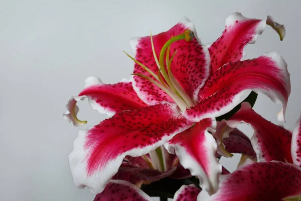 A branch of burgundy lilies isolated on a gray background.