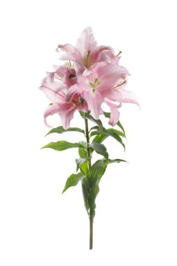 Beyaz arka planda izole narin pembe zambak çiçekleri ile şube.