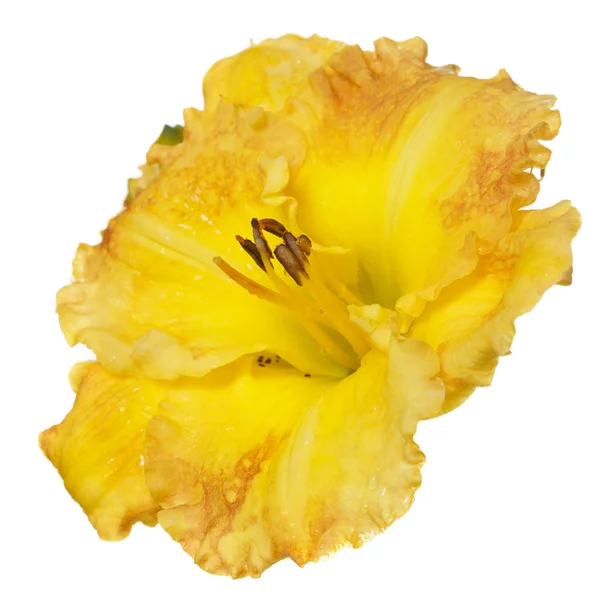 Leuchtend Gelbe Blüten Taglilie Isoliert Auf Weißem Hintergrund — Stockfoto