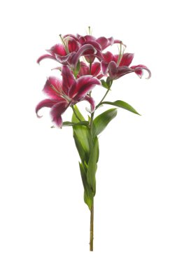 Beyaz arka planda izole koyu kırmızı lilyum bir şube.