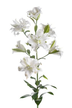 Beyaz Terry zambak bir şube ışık arka planda izole.