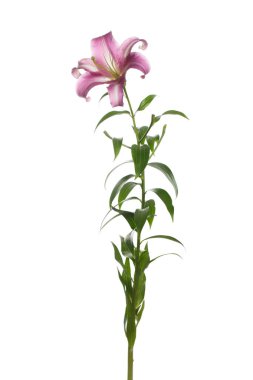 Beyaz arka planda izole çiçek kırmızı şarap zambak.