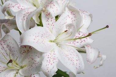 Gri bir arka planda izole narin Beyaz lilyum bir şube.