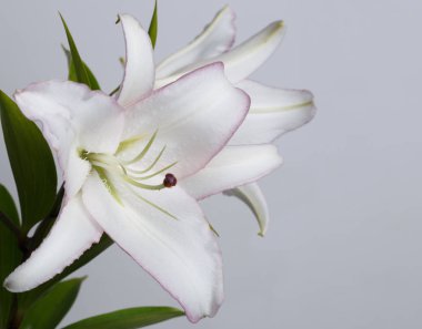 Gri bir arka planda izole lilyum pembe speckles ile narin beyaz bir şube.