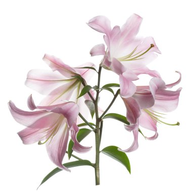 Beyaz arka planda izole ihale pembe lilyum şube.