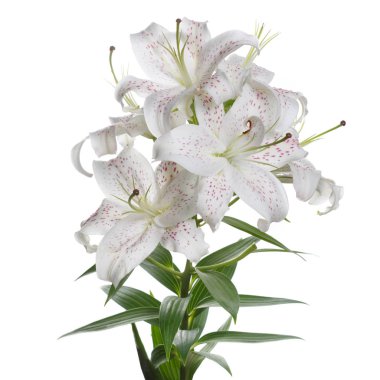 Pembe lekeler ile hassas Beyaz lilyum bir şube izole.