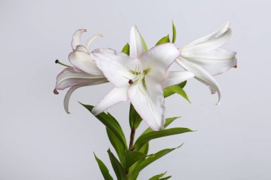 Gri bir arka planda izole lilyum pembe speckles ile narin beyaz bir şube.