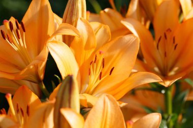 Bahçede birçok turuncu lilyum vardır.