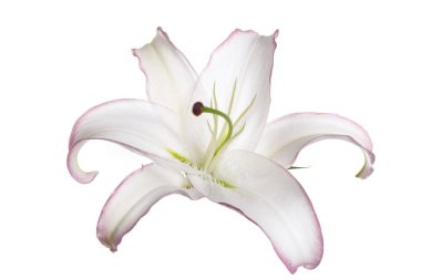 Beyaz arka planda izole narin zambak çiçek.