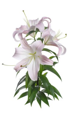 Beyaz bir arka planda izole yavaşça pembe zambak bir şube.