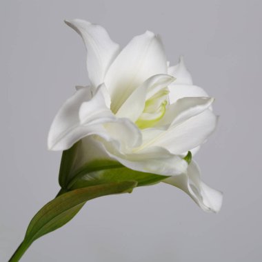 Gri arka planda izole Terry beyaz zambak çiçek.