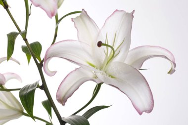 Beyaz arka planda izole narin zambak çiçek.