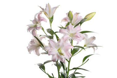 Beyaz arka planda izole nazikçe pembe zambak çiçekler Buket.