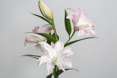 Gri arka planda izole nazikçe pembe zambak çiçekler Buket.