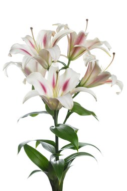 Beyaz arka planda izole şube narin lilyum.