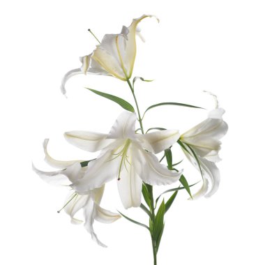 Beyaz zambak çiçekleri bir şube izole edilir.