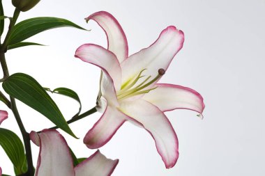 Beyaz arka planda izole narin zambak çiçek.