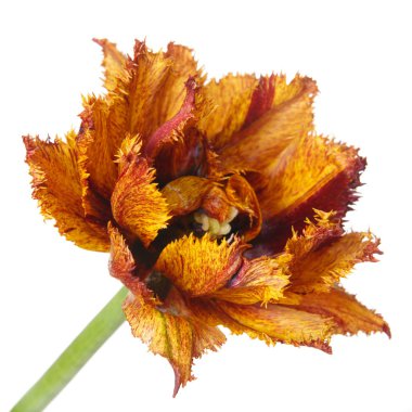 Beyaz arka planda izole Terry Çiçek Lale.