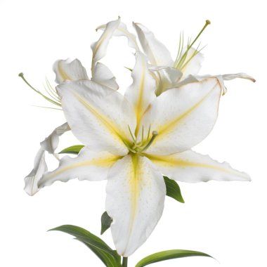 Hassas beyaz sarı zambak çiçekler bir şube izole.