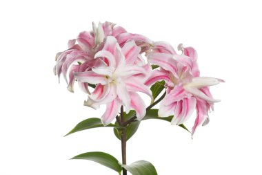 Beyaz bir arka planda izole Terry zambak alışılmadık pembe çiçekler bir şube.