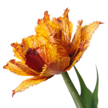 Beyaz arka planda izole Terry Çiçek Lale.