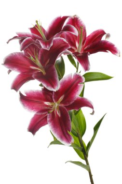 Beyaz arka planda izole koyu kırmızı lilyum bir şube.