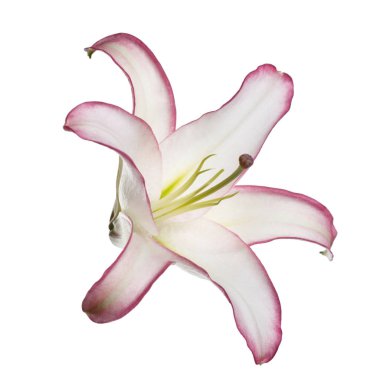 Beyaz arka planda izole narin zambak çiçek.