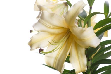 Beyaz arka planda izole ihale Sarı lilyum şube.
