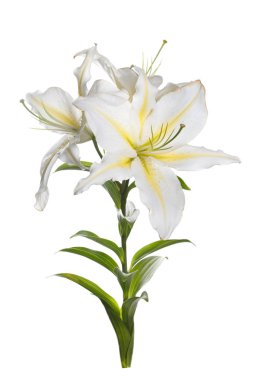 Hassas beyaz sarı zambak çiçekler bir şube izole.