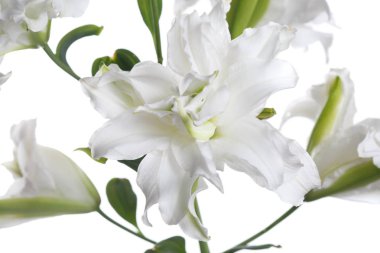 Beyaz Terry zambak bir şube ışık arka planda izole.