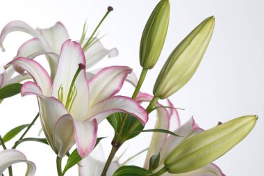 Beyaz arka planda izole narin zambak çiçek.