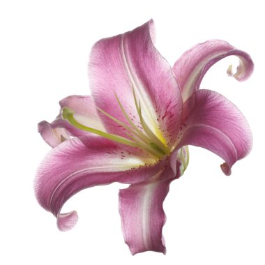 İhale Lila zambak çiçek beyaz arka planda izole.