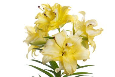 Beyaz arka planda izole parlak sarı lilyum bir şube.