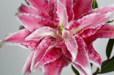 Olağandışı pembe Terry zambak gri arka planda izole.