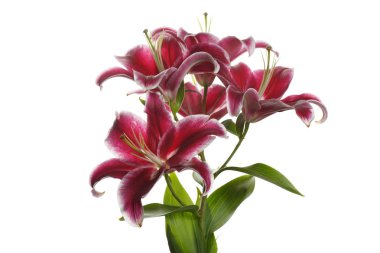 Beyaz arka planda izole koyu kırmızı lilyum bir şube.