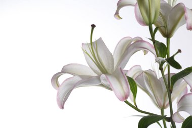 Beyaz arka planda izole narin zambak çiçek.