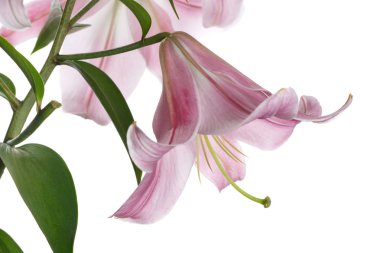 Beyaz arka planda izole ihale pembe lilyum şube.