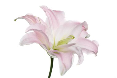 Beyaz arka planda izole nazikçe pembe zambak çiçek.