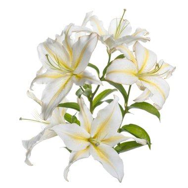 Hassas beyaz sarı zambak çiçekler bir şube izole.