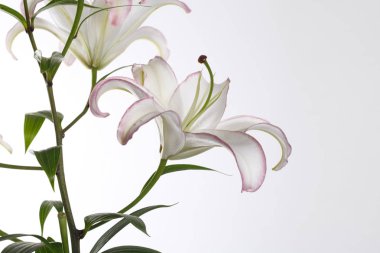 Beyaz arka planda izole narin zambak çiçek.