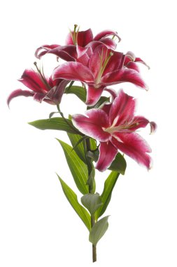 Beyaz arka planda izole koyu kırmızı lilyum bir şube.
