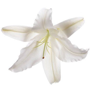 Bir beyaz zambak çiçek izole.