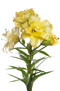 Beyaz arka planda izole parlak sarı lilyum bir şube.