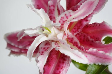 Olağandışı pembe Terry zambak gri arka planda izole.