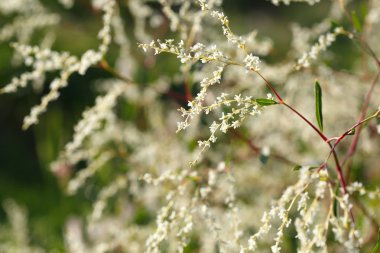 Tohum ile ince dallar soyut çiçek arka plan.